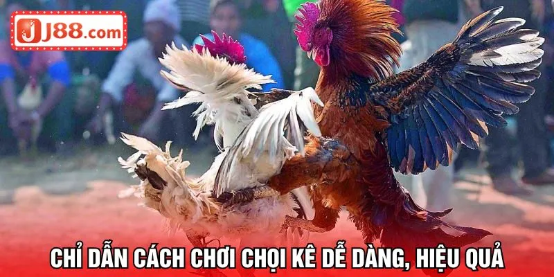 Chỉ dẫn cách chơi chọi kê dễ dàng, hiệu quả