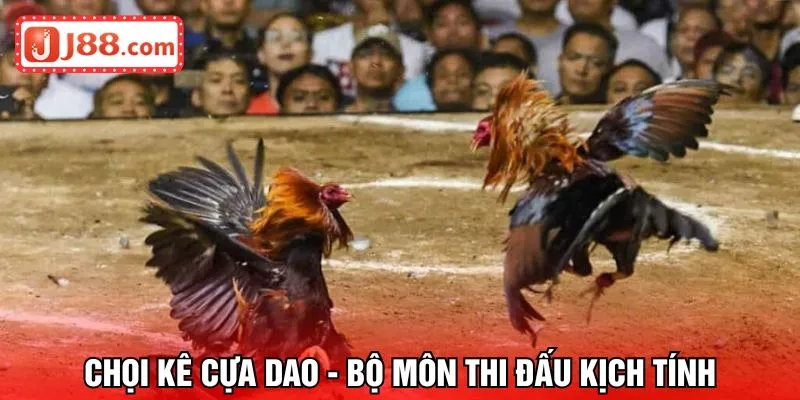 Chọi kê cựa dao - Bộ môn thi đấu kịch tính