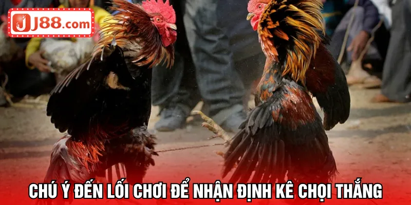 Chú ý đến lối chơi để nhận định kê chọi thắng