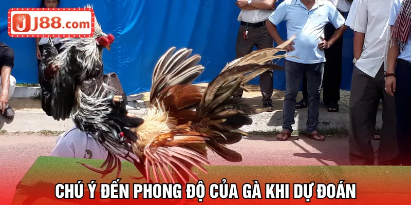 Chú ý đến phong độ của gà khi dự đoán