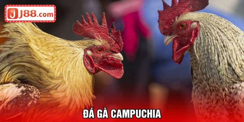 đá gà campuchia