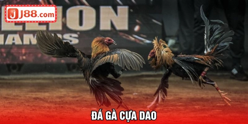 đá gà cựa dao