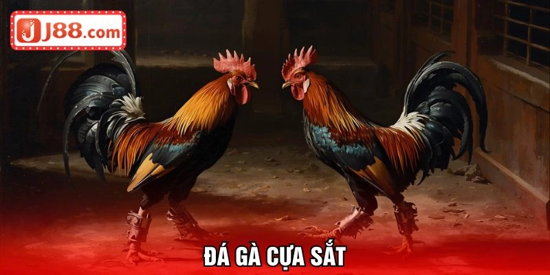 đá gà cựa sắt