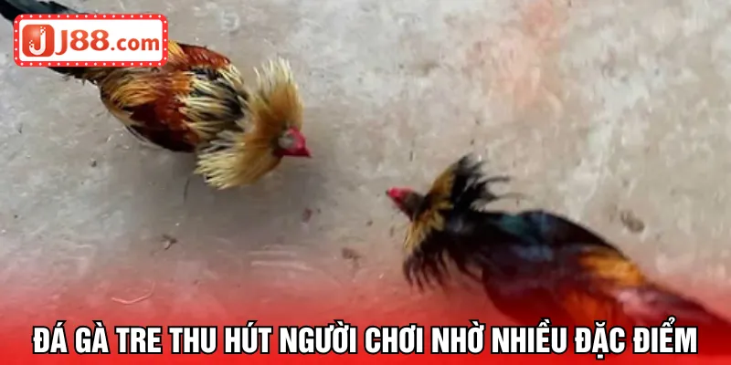 Đá gà tre thu hút người chơi nhờ nhiều đặc điểm