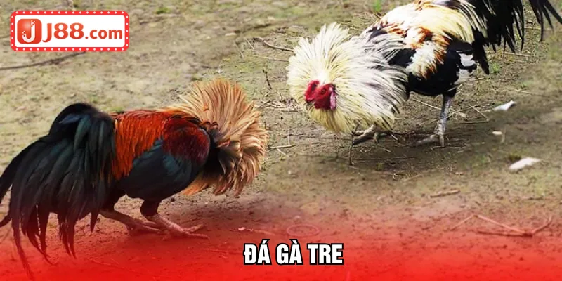 đá gà tre