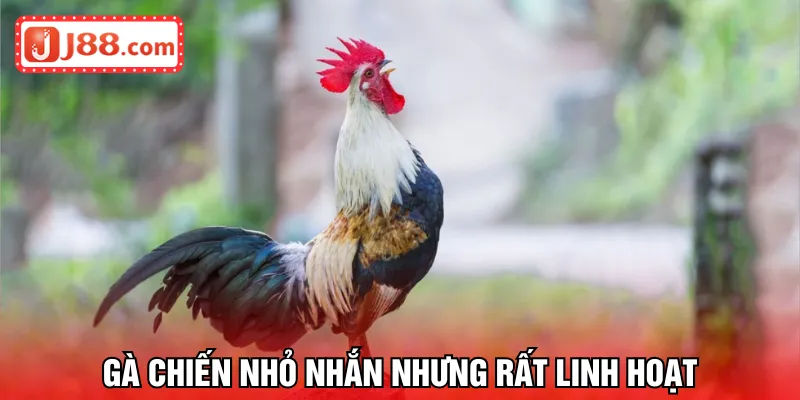 Gà chiến nhỏ nhắn nhưng rất linh hoạt