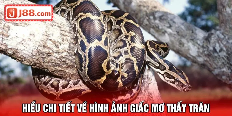 Hiểu chi tiết về hình ảnh giấc mơ thấy trăn