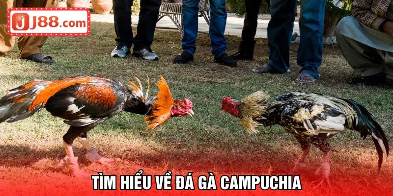 Khám phá về đá gà Campuchia