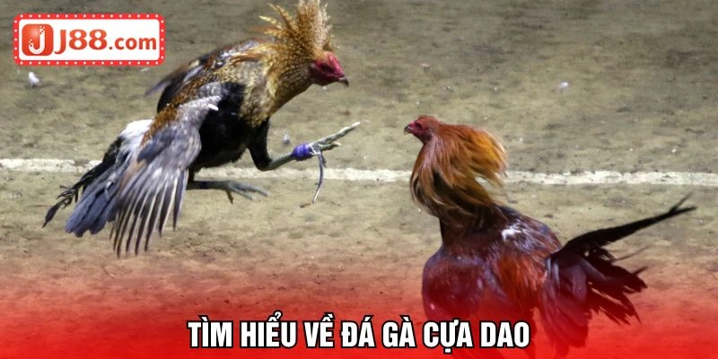 Khám phá về đá gà cựa dao