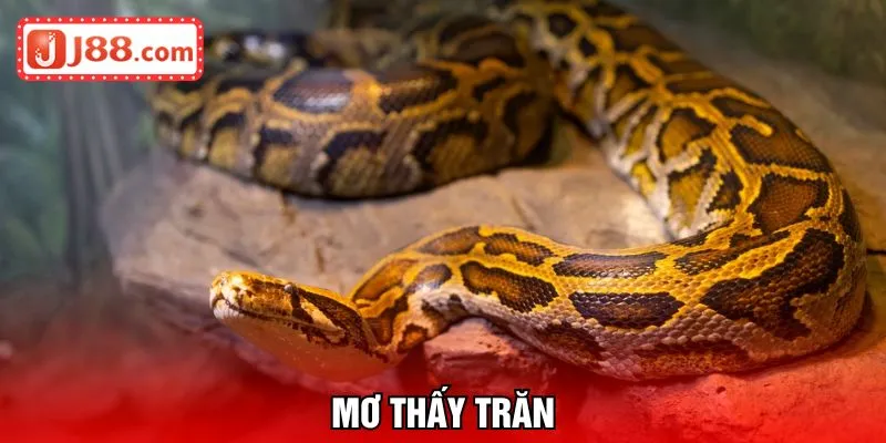 mơ thấy trăn
