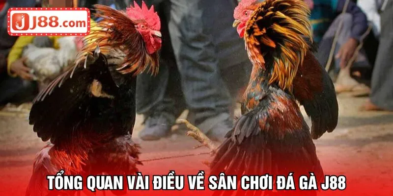 Tổng quan vài điều về sân chơi đá gà J88